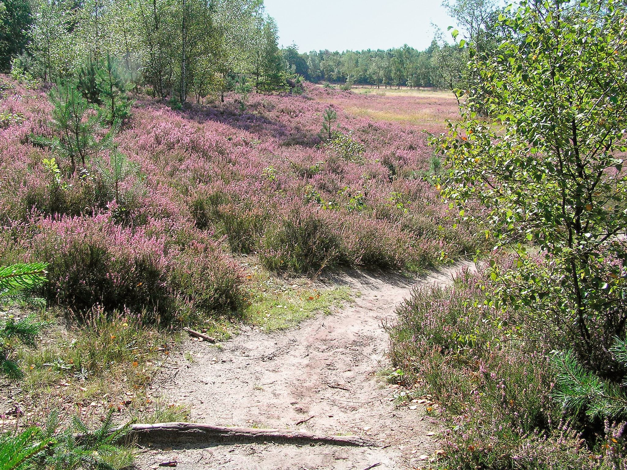 Het Drentse Wold 4 in Hoogersmilde - Foto 31 van 32