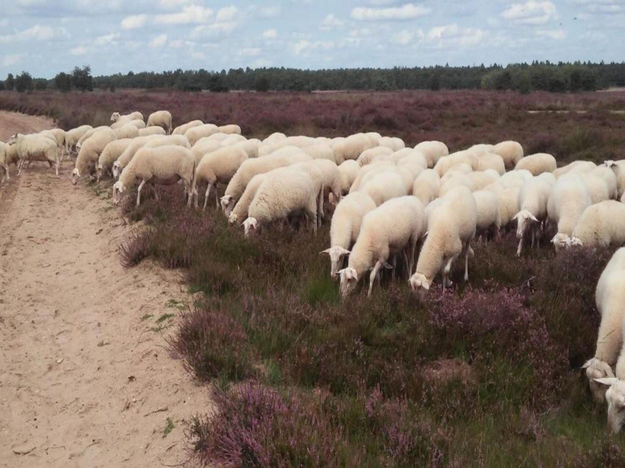 Landgoed De IJsvogel 9 in Voorthuizen - Foto 39 van 40
