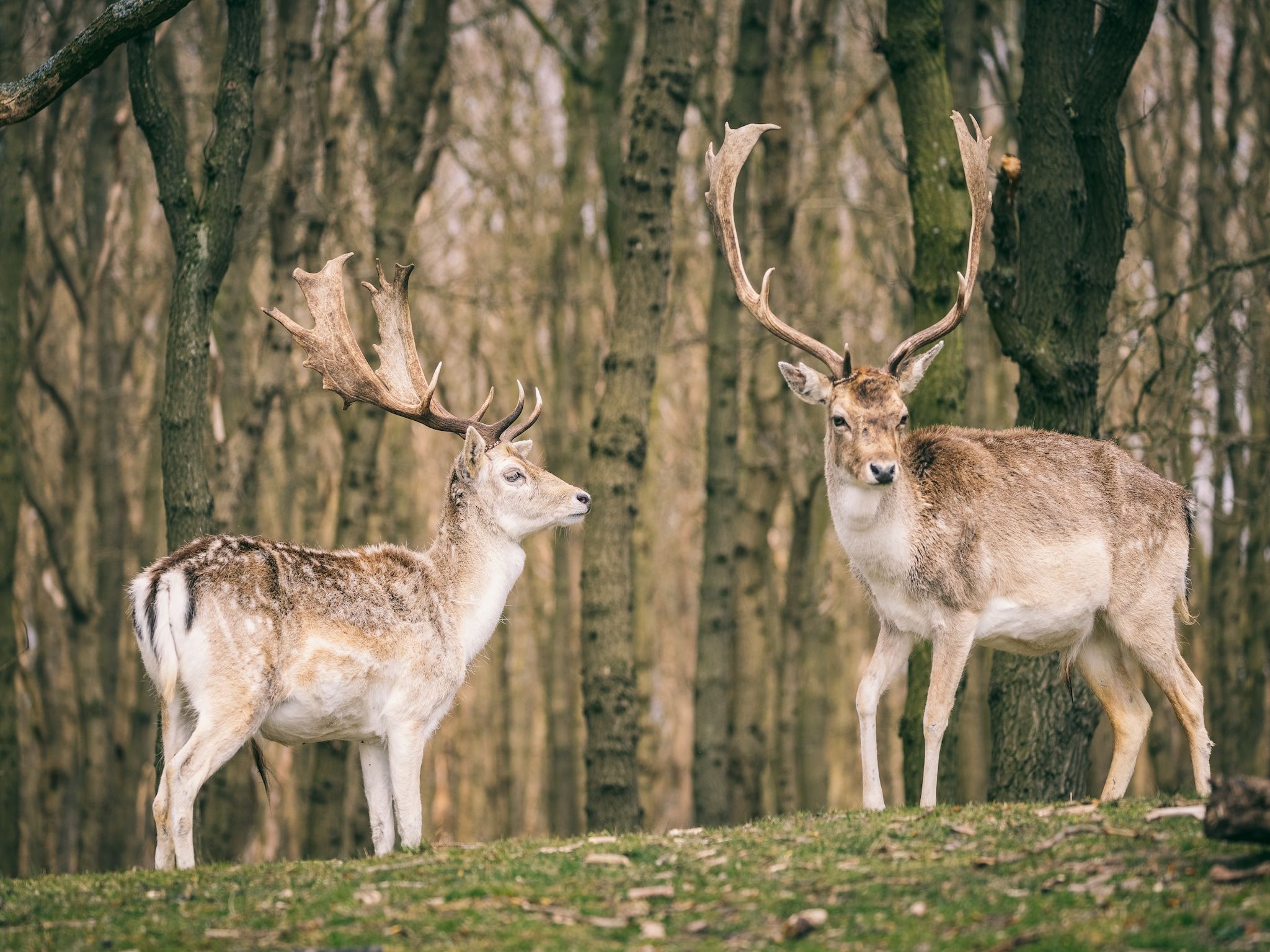 De omgeving van Duinresort Dunimar 2 in Noordwijkerhout