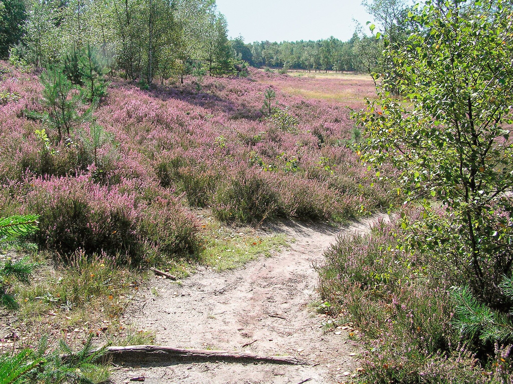 De omgeving van Het Drentse Wold 5 in Hoogersmilde