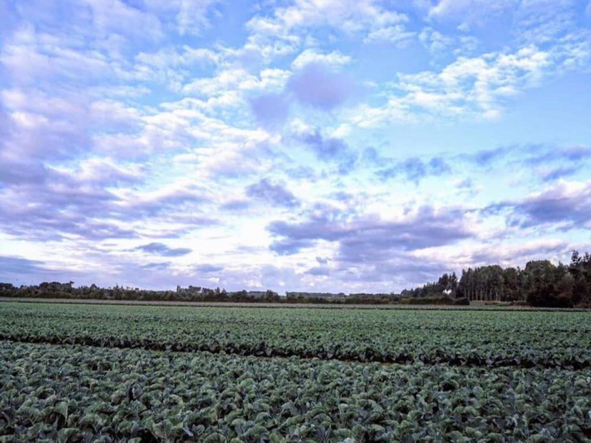 Kon Emmaweg 26 Vrouwenpolder 2p in Vrouwenpolder - Foto 26 van 33