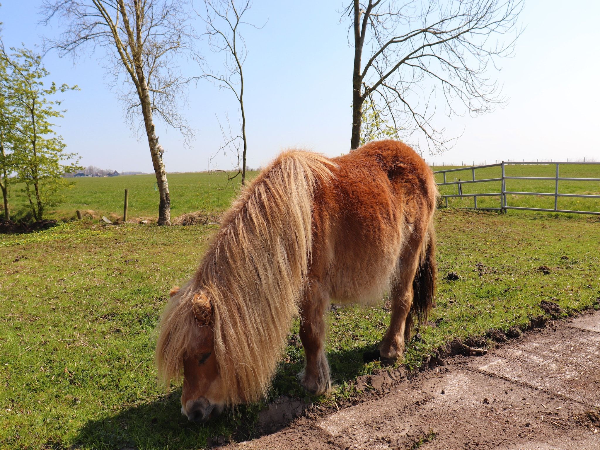 B&B boerderij GRUTSK in Suwald - Foto 28 van 38