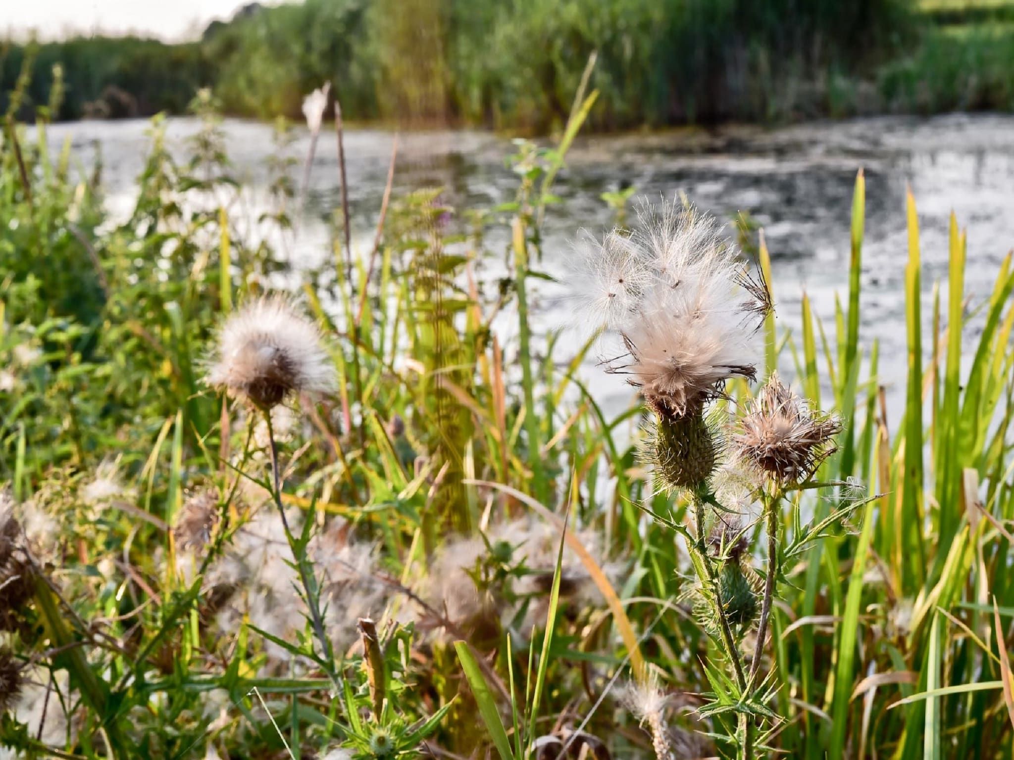 De omgeving van Vakantiepark Mölke 32 in Zuna