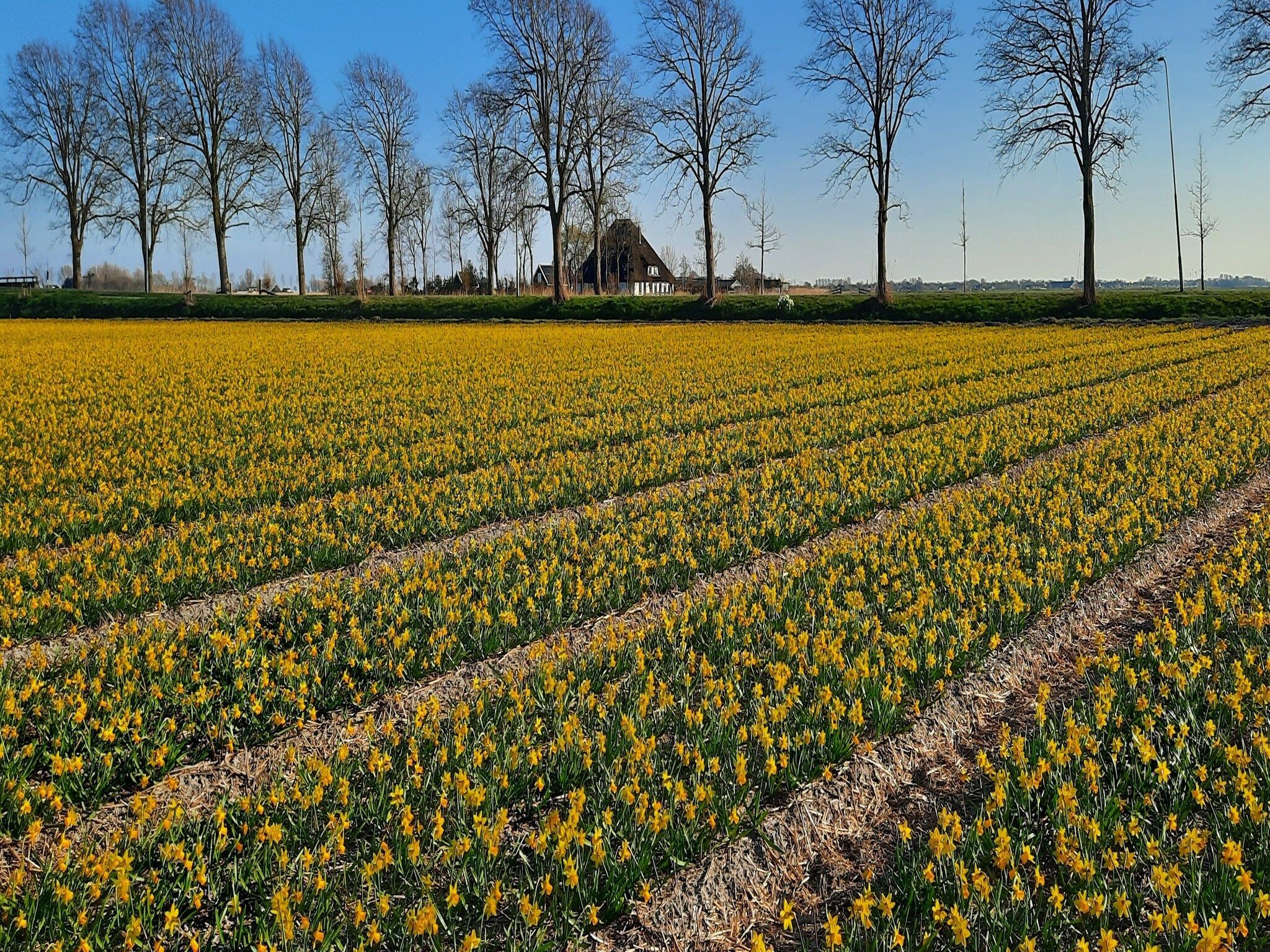 Het uitzicht vanaf De Pauwenhof in Heiloo