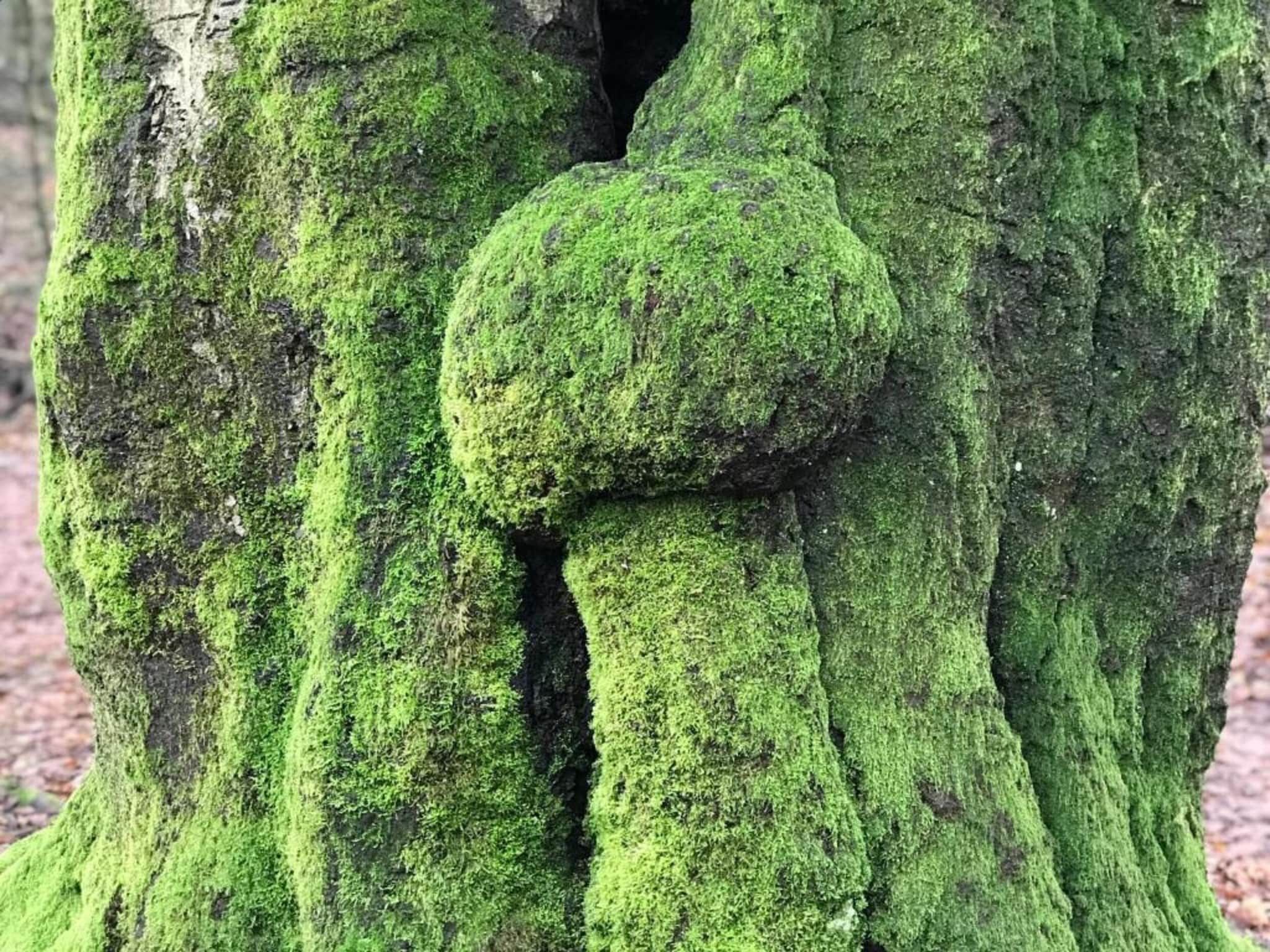 De omgeving van Vakantiepark De Rimboe & De Woeste Hoogte 13 in Hoenderloo