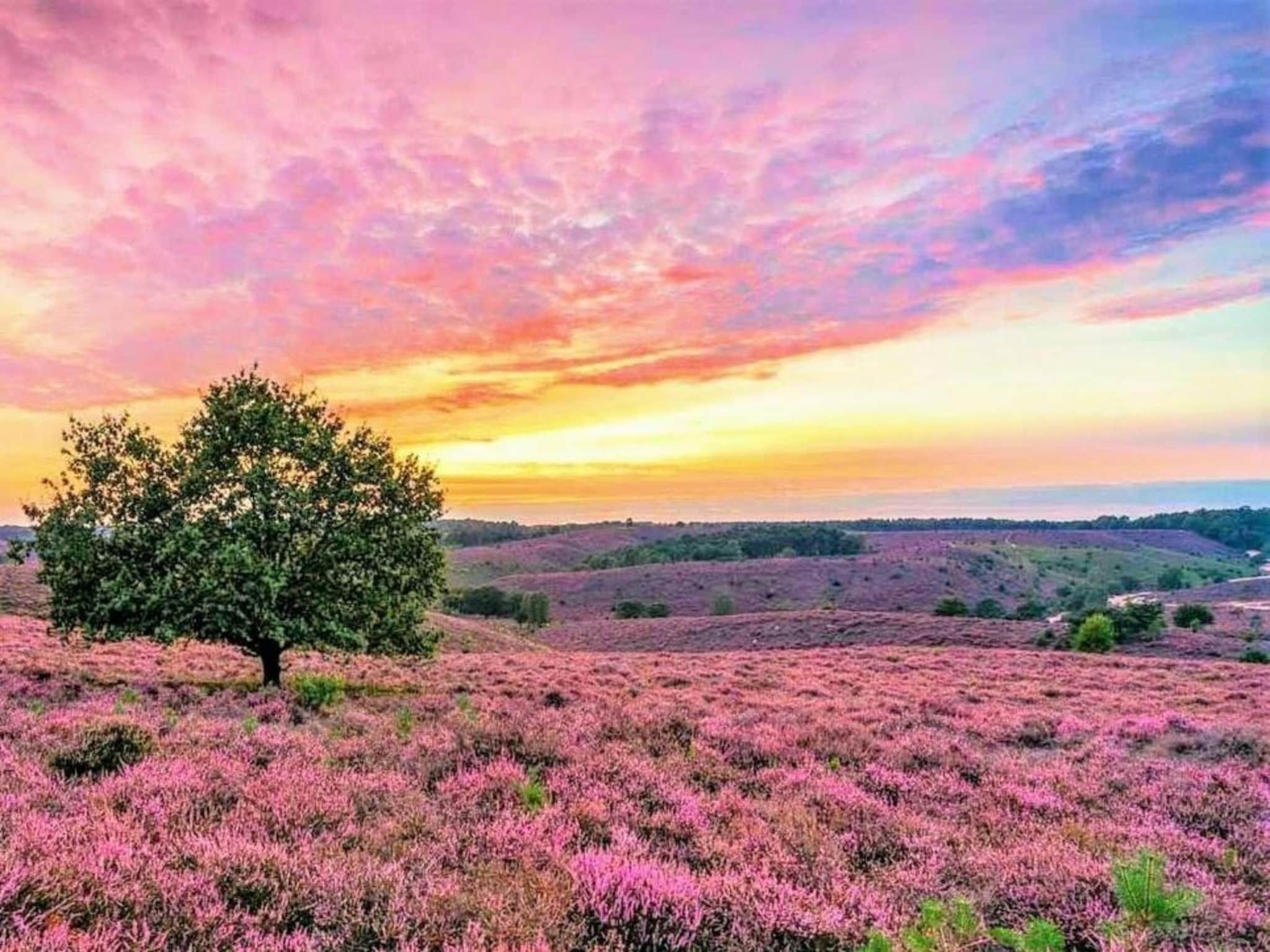 De omgeving van Vakantiepark De Rimboe & De Woeste Hoogte 13 in Hoenderloo