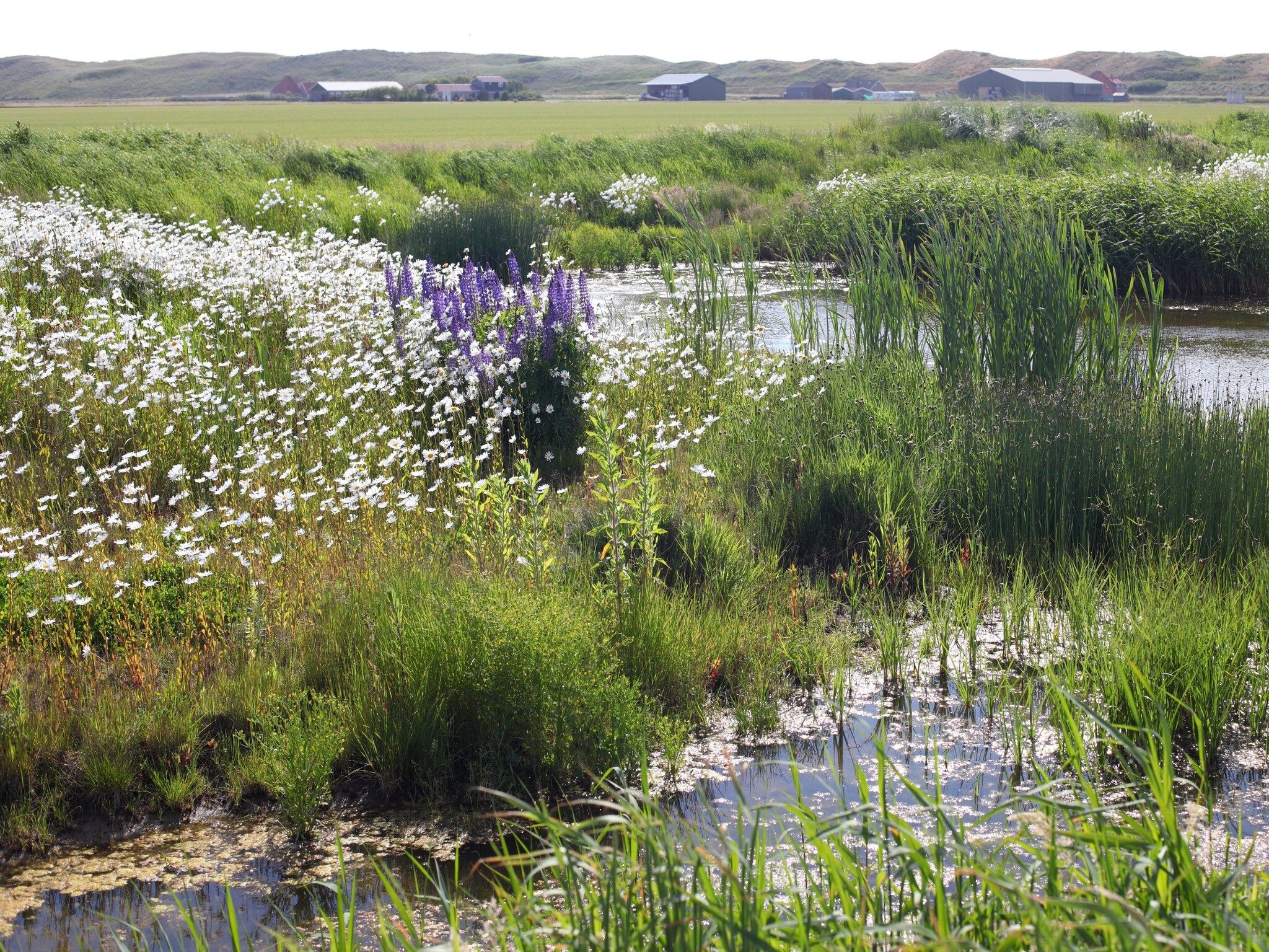 De omgeving van Vakantiepark Callassande 4 in Callantsoog