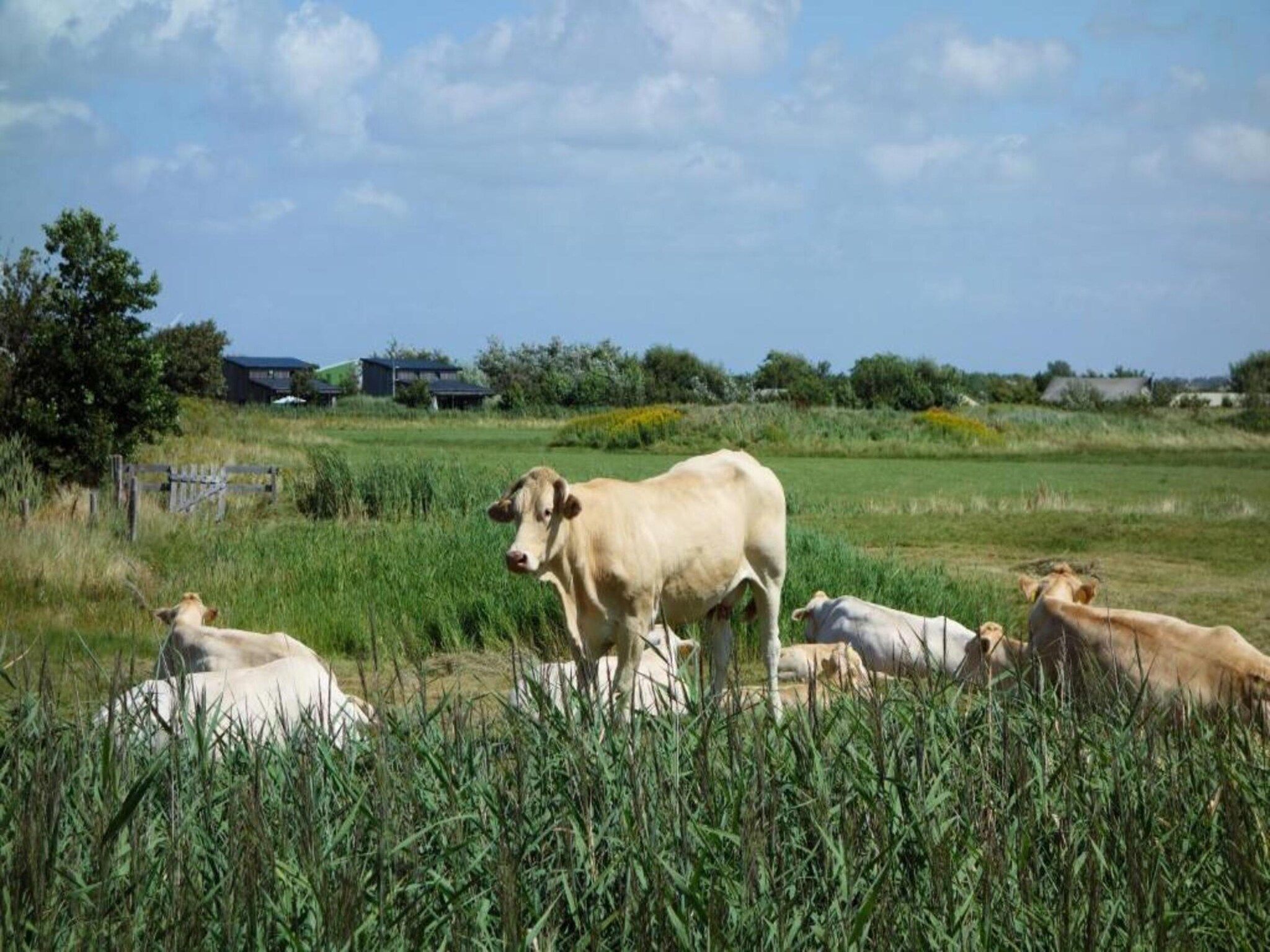 Vakantiepark Callassande 4 in Callantsoog - Foto 33 van 41