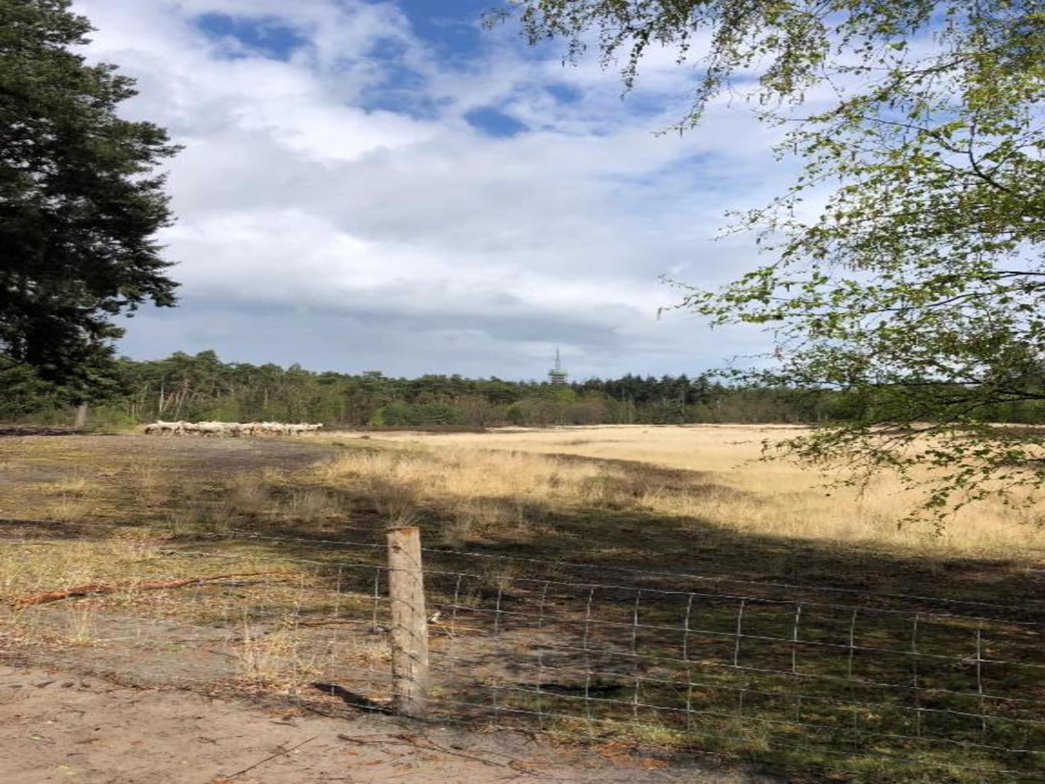 De omgeving van Bospark 't Wolfsven 12 in Mierlo