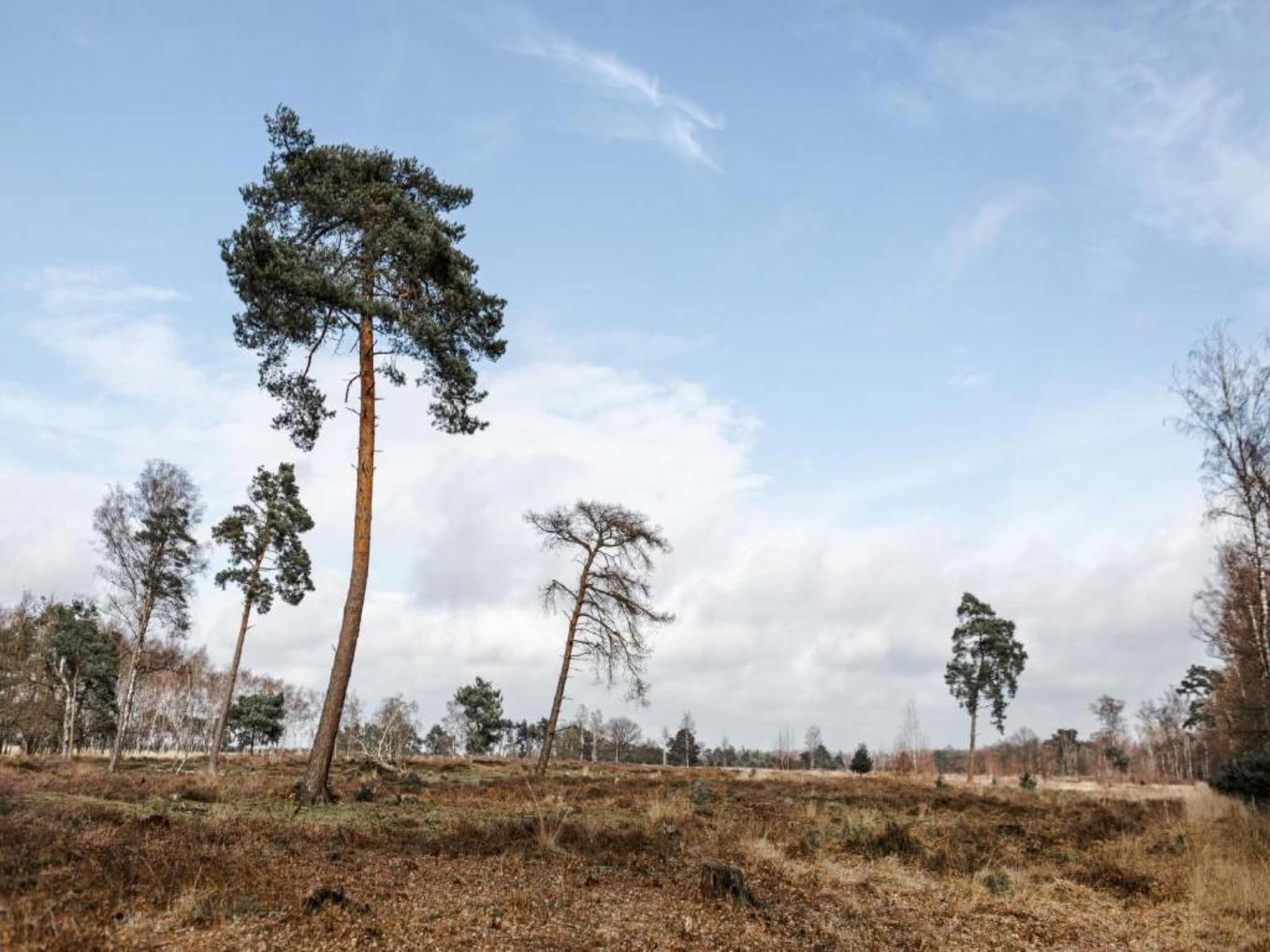 De omgeving van Bospark 't Wolfsven 13 in Mierlo