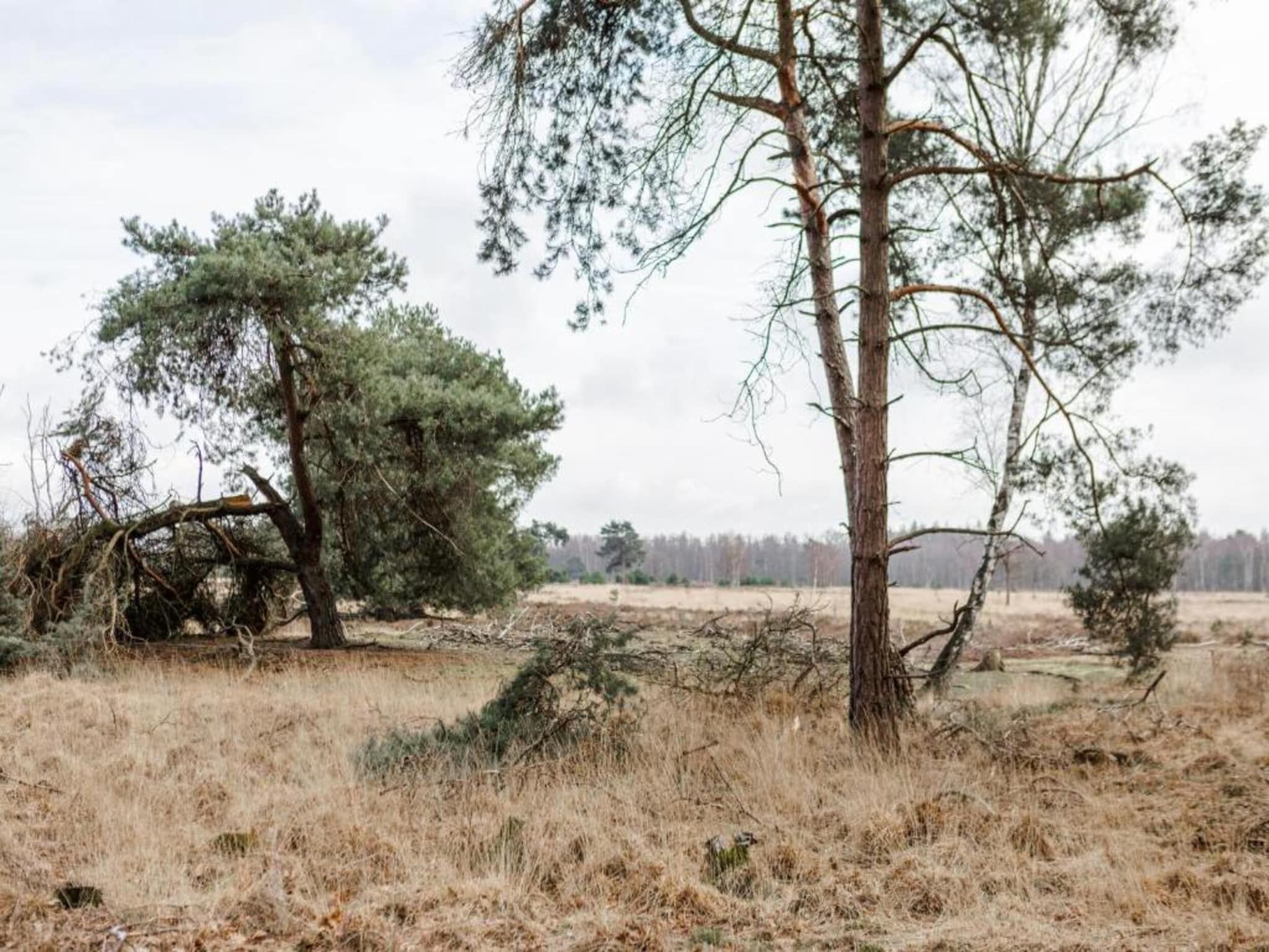 De omgeving van Bospark 't Wolfsven 13 in Mierlo