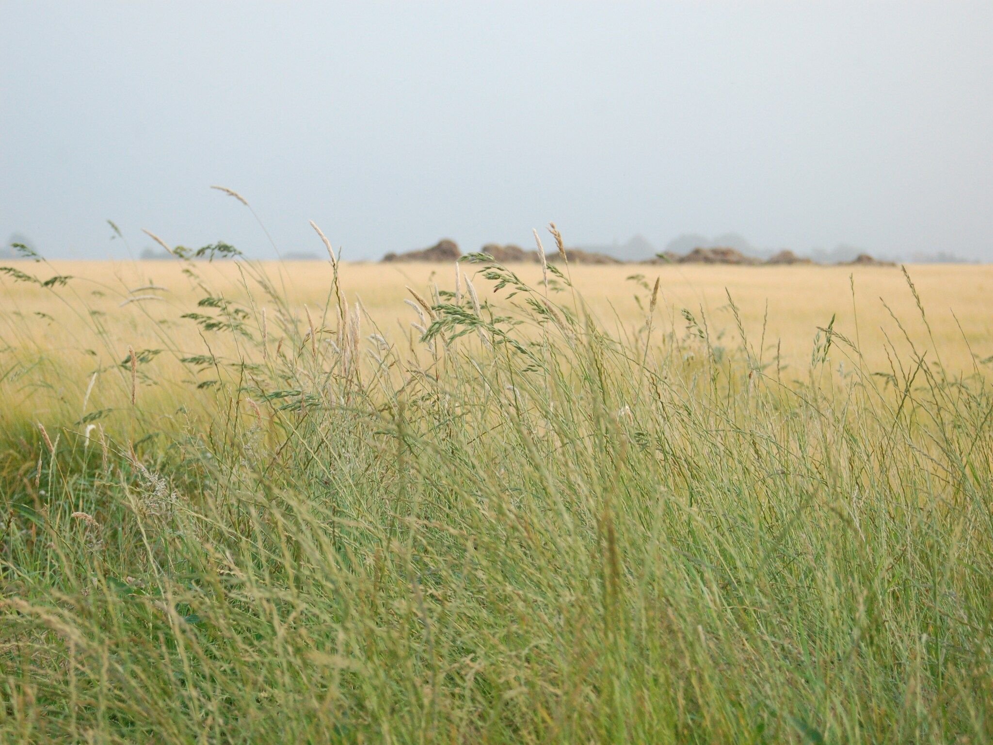 De omgeving van Kustpark Texel 13 in De Koog