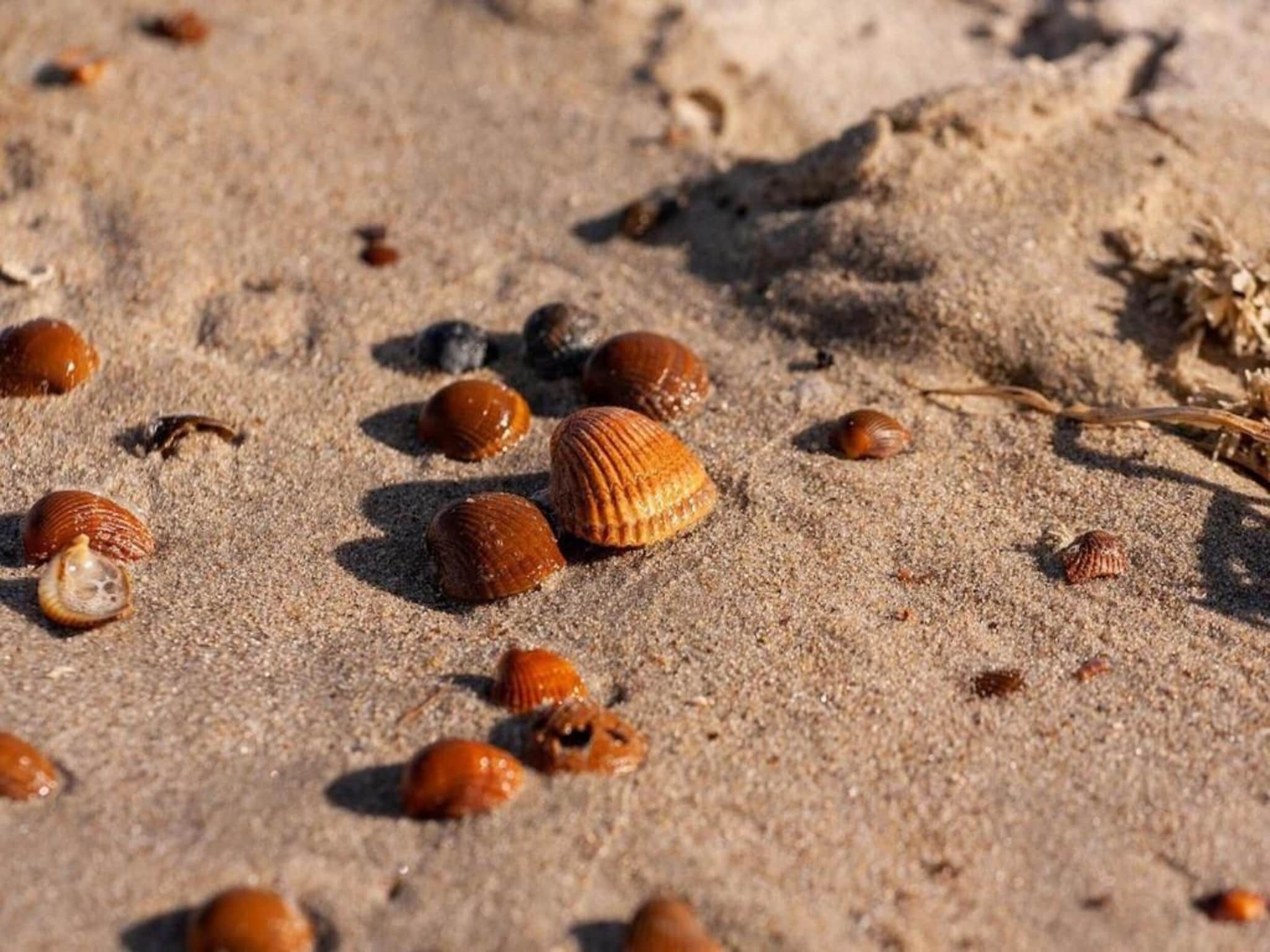 Noordzee Résidence De Banjaard 20 in Kamperland - Foto 33 van 40