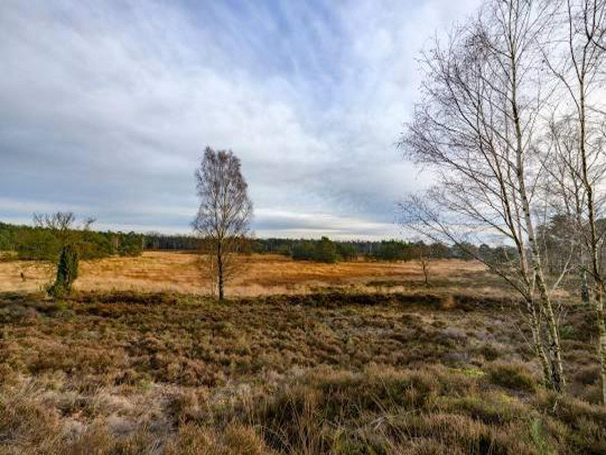 Bospark de Schaapskooi 9 in Wissel/Epe - Foto 37 van 39