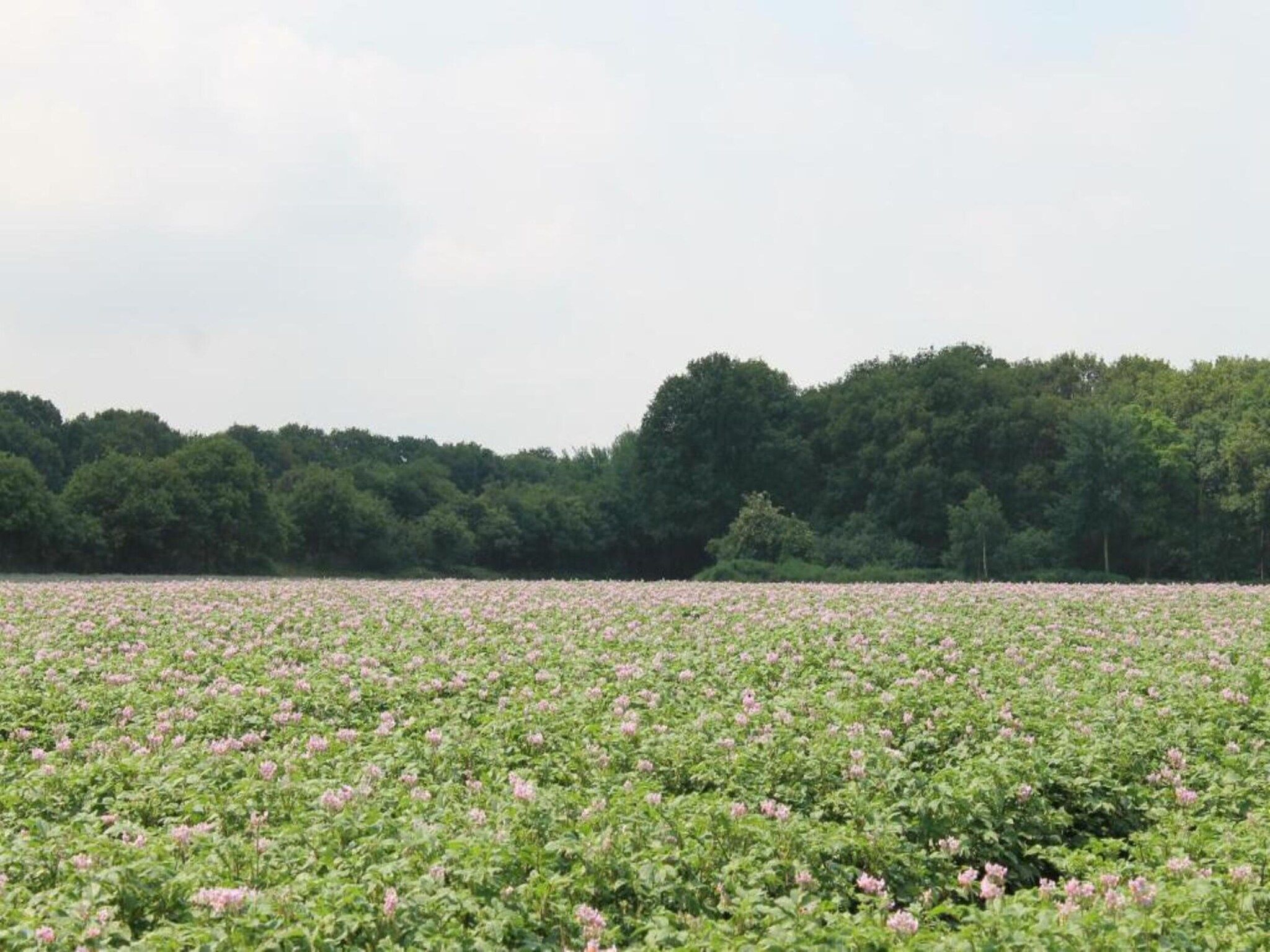 De omgeving van Vakantiepark de Katjeskelder 16 in Oosterhout