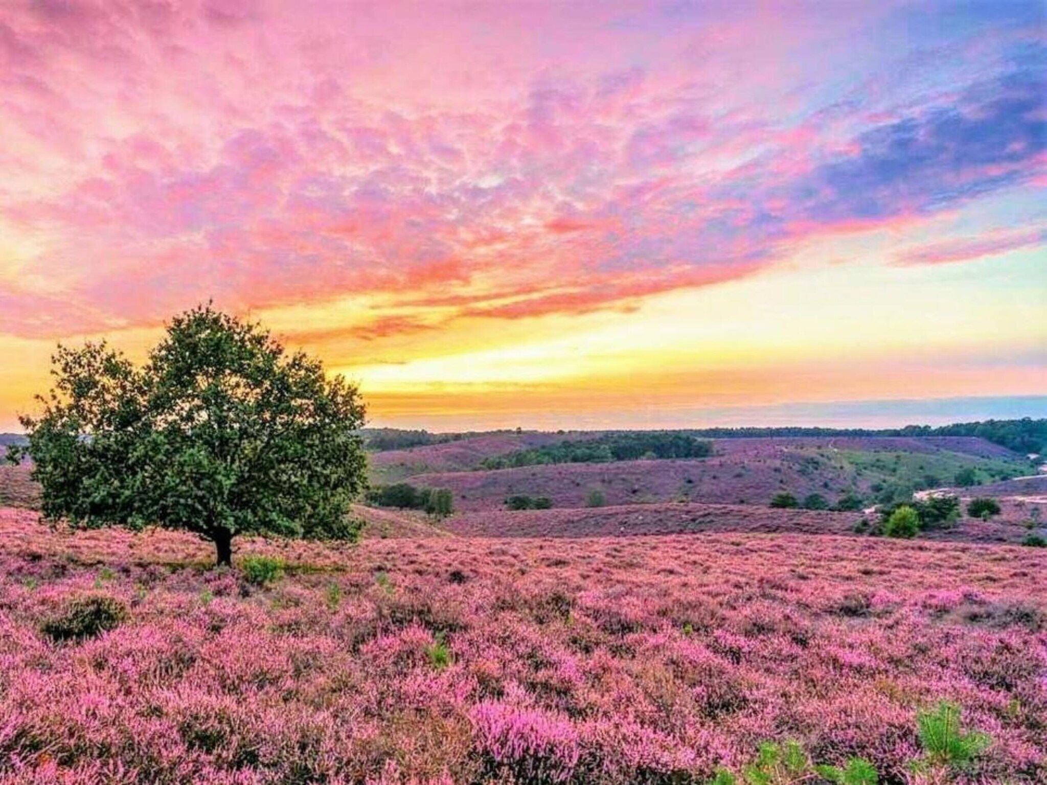 De omgeving van Vakantiepark De Rimboe & De Woeste Hoogte 21 in Hoenderloo