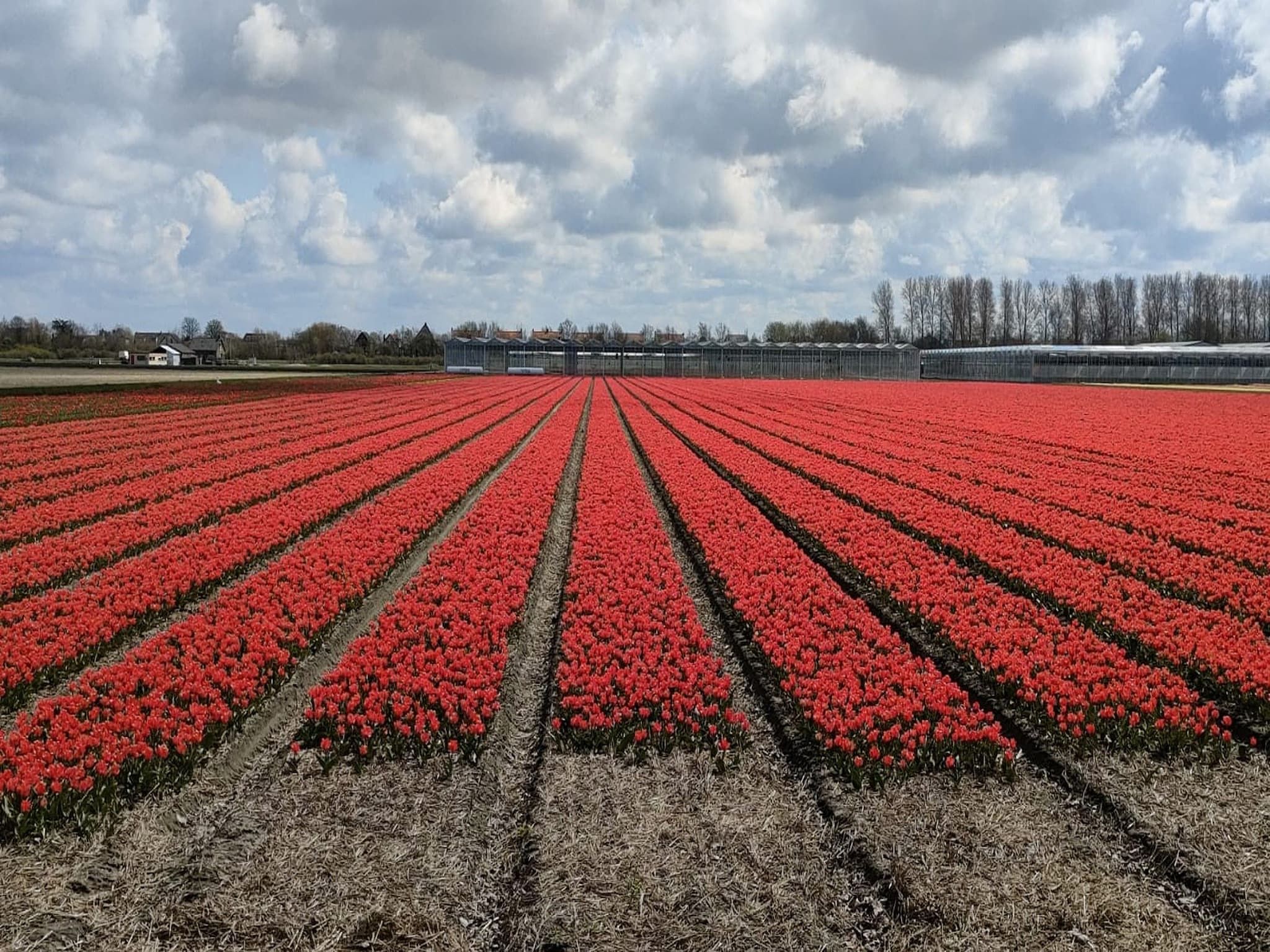 Sfeerbeeld van Calm Breeze in Noordwijkerhout