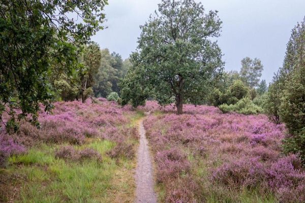 AreaSummer20KM - Glamping Tent in Nederland met Pop-Up Sfeer in Zuna (5)
