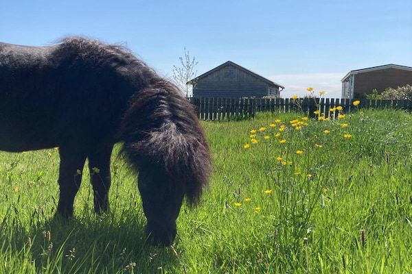 Uitzicht - Huisjes in Friesland met Boerderijbeleving in Tjerkgaast (2)