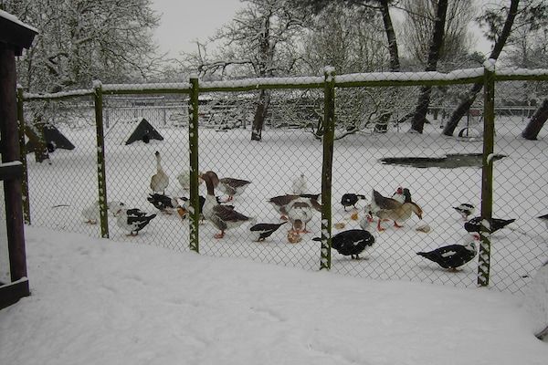 Buitenkant - Vakantiehuis in Bergen op Zoom met tuin in Bergen op Zoom (3)