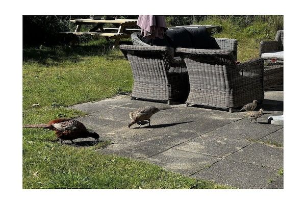 Untagged - Vakantiehuis in Buren met zwembad in Buren (5)